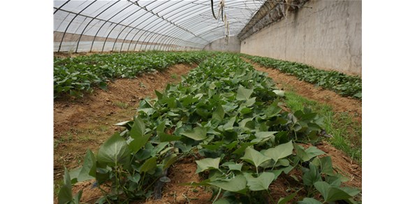 棲霞德豐深耕“甜蜜”產(chǎn)業(yè)！“煙薯25”種苗長勢喜人